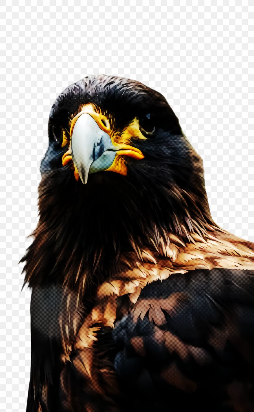 Bird Eagle Beak Bird Of Prey Golden Eagle, PNG, 1572x2548px, Bird, Accipitridae, Beak, Bird Of Prey, Eagle Download Free