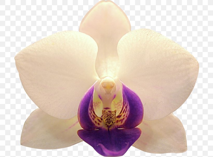 Dipolog Moth Orchids Cattleya Orchids City, PNG, 715x604px, Dipolog, Cattleya, Cattleya Orchids, City, Flower Download Free