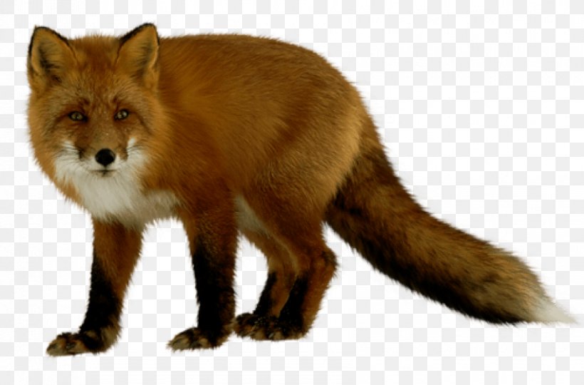Arctic Fox Clip Art JPEG, PNG, 850x560px, Arctic Fox, Animal, Carnivoran, Dhole, Dog Like Mammal Download Free