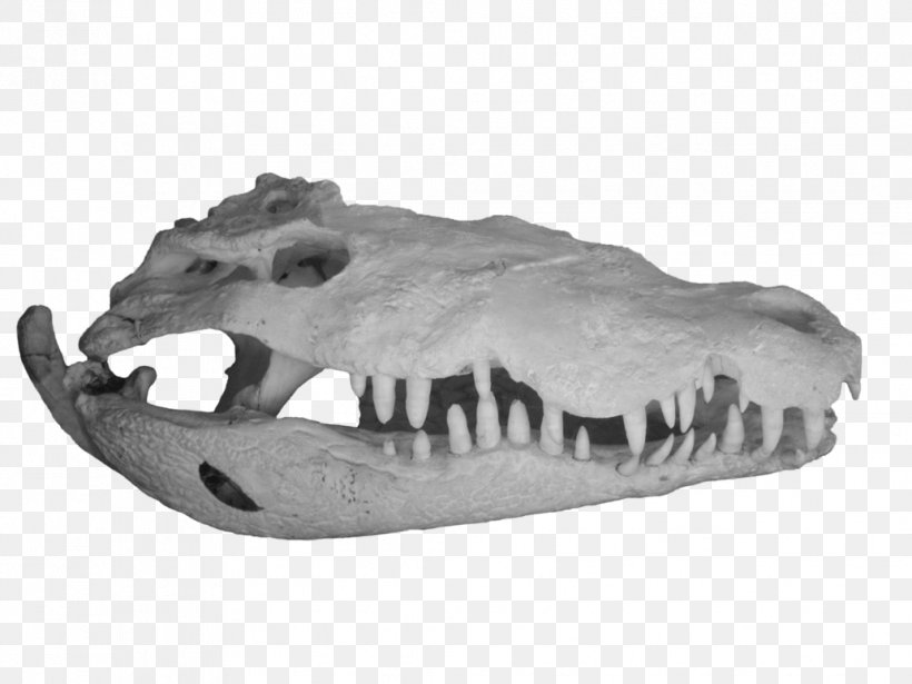 Alligator DeviantArt Crocodile Skull, PNG, 1032x774px, Alligator, Art, Artist, Astronaut, Bone Download Free