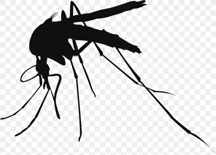 Mosquito Control Insect Vector Mosquito-borne Disease, PNG, 1200x862px, Mosquito, Art, Arthropod, Bacillus Thuringiensis Israelensis, Blackandwhite Download Free