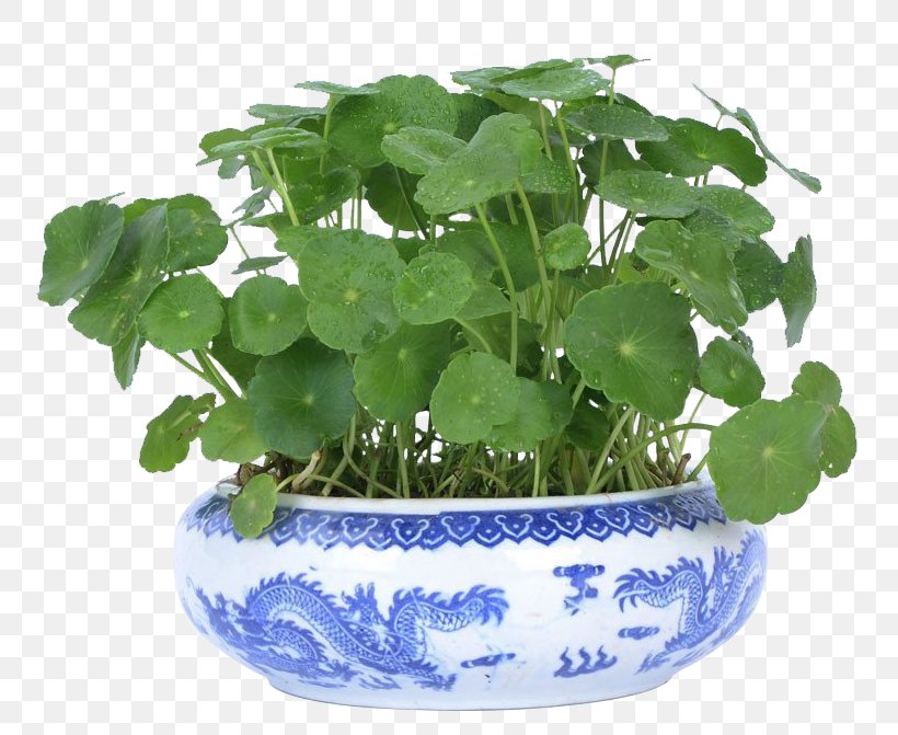 Ornamental Plant Flowerpot Bonsai, PNG, 796x671px, Ornamental Plant, Bonsai, Cash, Coin, Flowerpot Download Free
