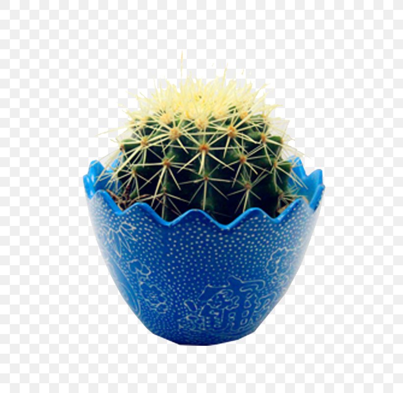Cactaceae Light Succulent Plant Blue, PNG, 800x800px, Cactaceae, Blue, Bonsai, Cactus, Caryophyllales Download Free