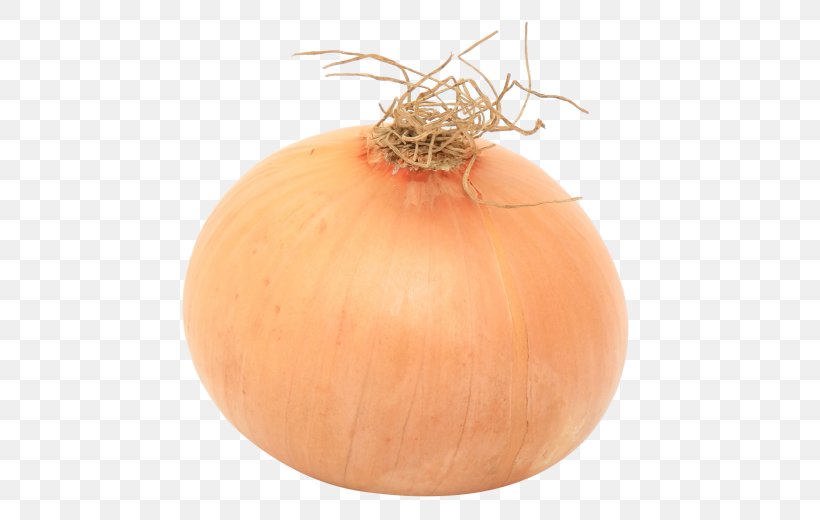 Calabaza Free Onion Shallot Yellow Onion, PNG, 500x520px, Calabaza, Android, Cucurbita, Food, Free Onion Download Free