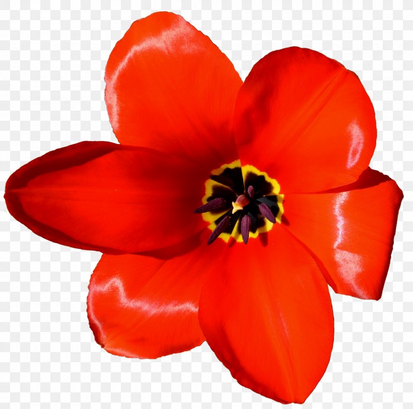 Flower Tulip Petal Microsoft PowerPoint Presentation, PNG, 1280x1270px, Flower, Coquelicot, Cut Flowers, Flowering Plant, Microsoft Powerpoint Download Free