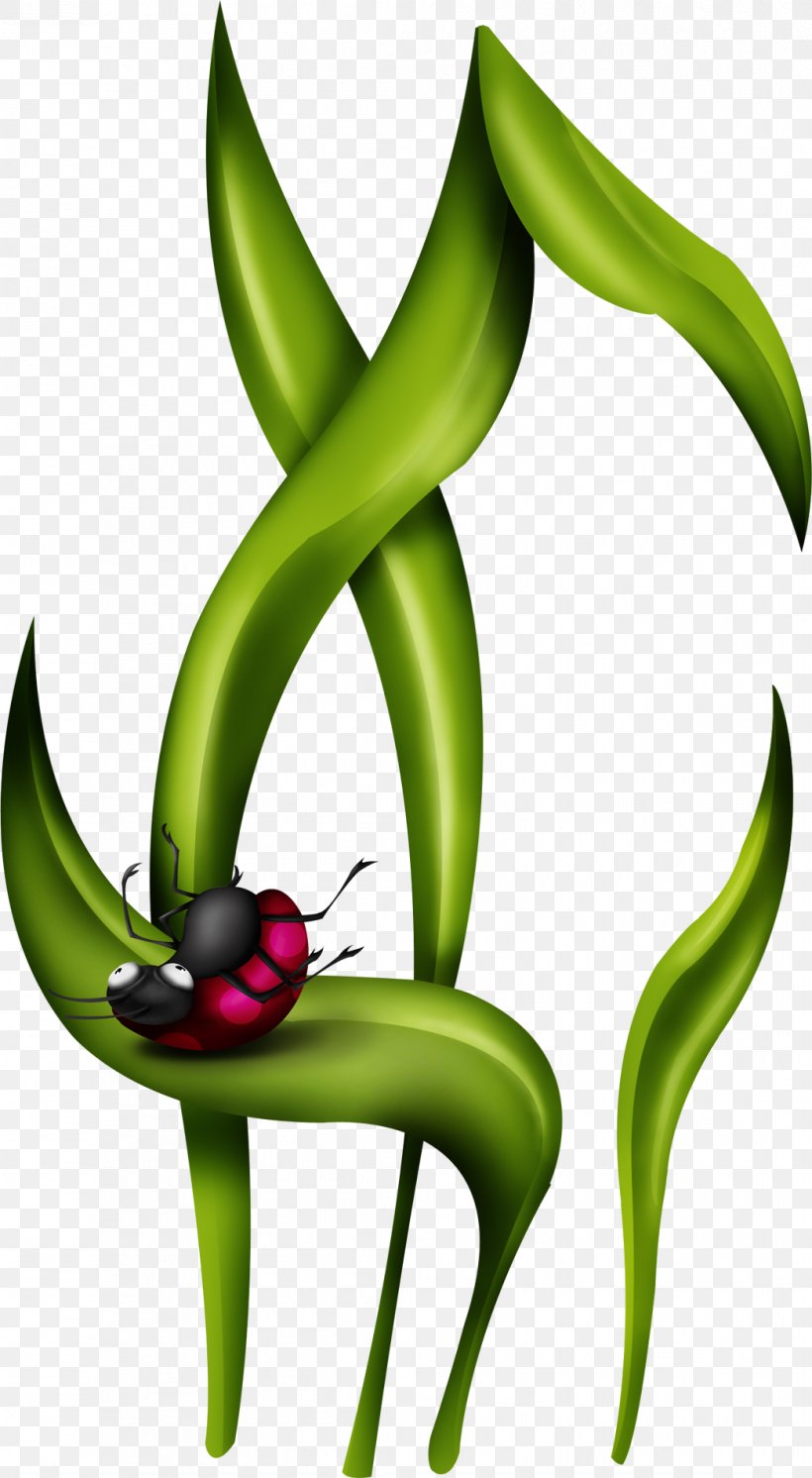 Coccinella Septempunctata Drawing Leaf Clip Art, PNG, 1044x1900px, Coccinella Septempunctata, Animal, Animation, Coccinella, Drawing Download Free