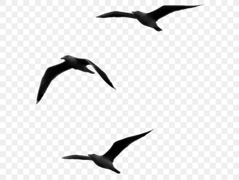 Respect Sentence Gulls Word Opinion, PNG, 627x619px, Respect, Animal Migration, Beak, Bird, Bird Migration Download Free