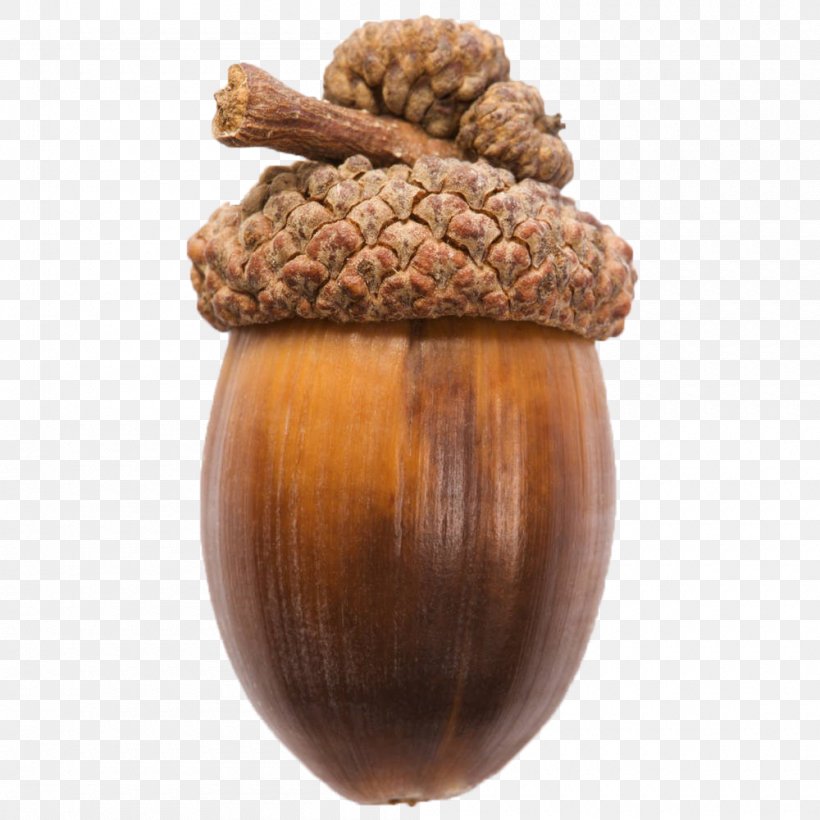 Acorn Nut Oak, PNG, 1000x1000px, Acorn, Acorn Nut, Food, Ingredient, Nut Download Free