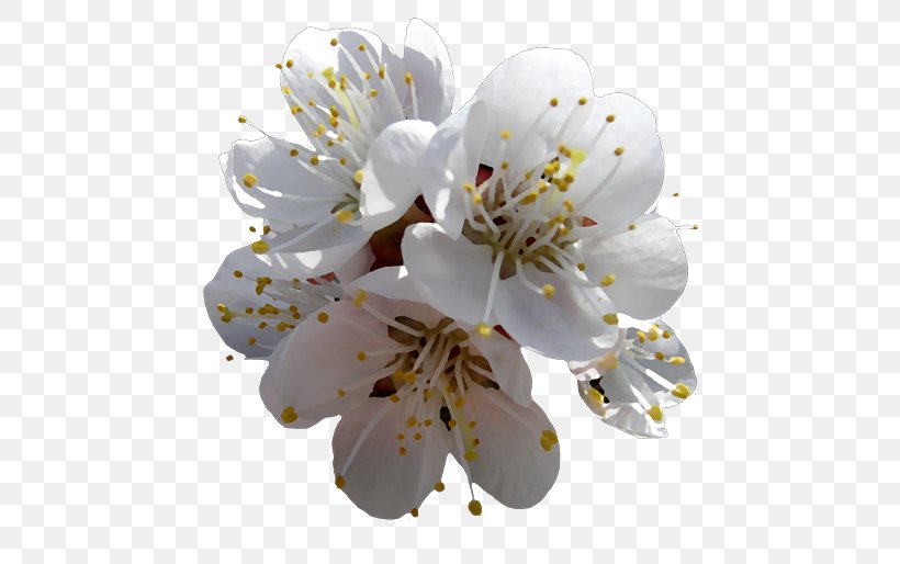 Flower Photography Cerasus Petal, PNG, 500x514px, Flower, Blossom, Branch, Cerasus, Cherry Blossom Download Free