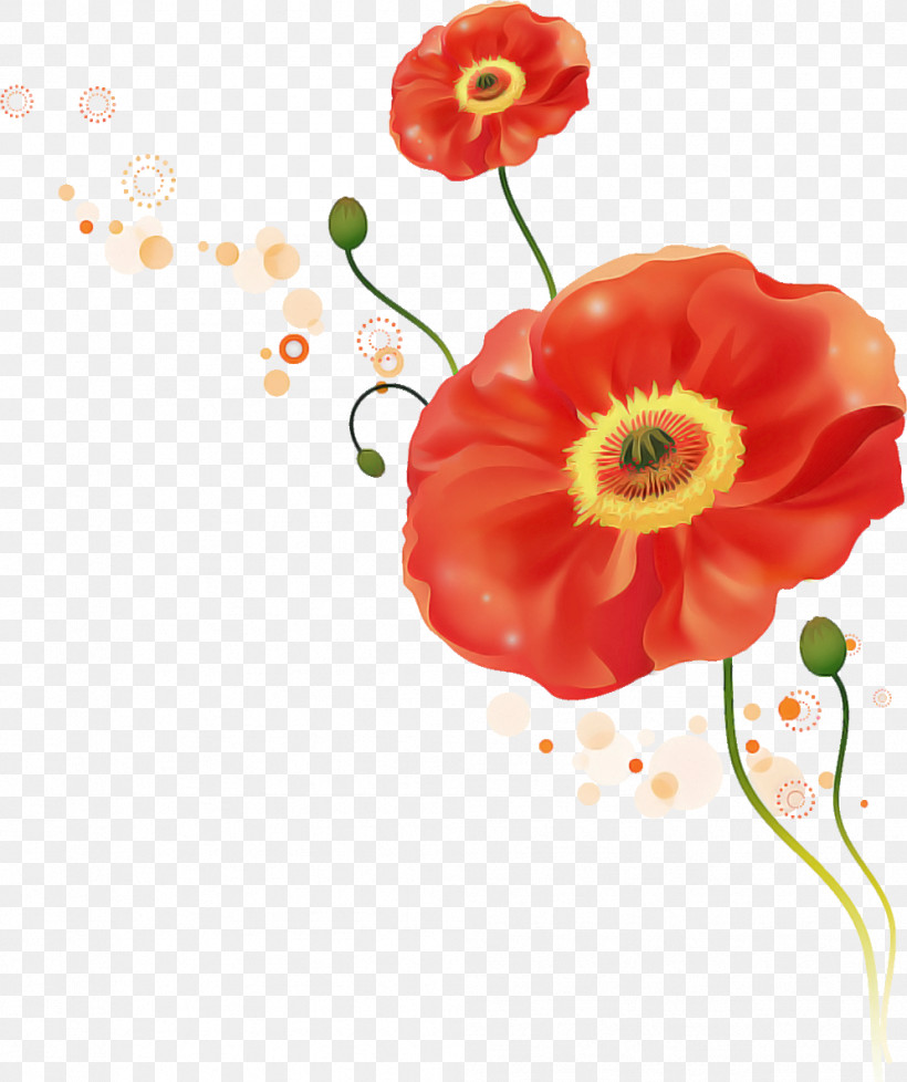 Flower Red Plant Petal Corn Poppy, PNG, 996x1189px, Flower, Anemone, Coquelicot, Corn Poppy, Cut Flowers Download Free