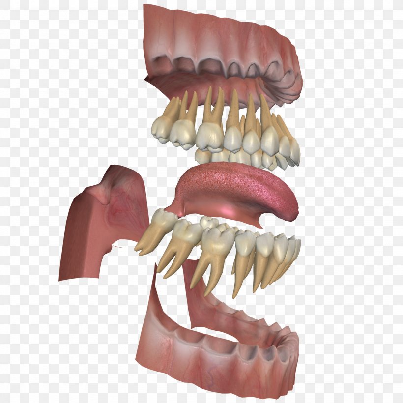 Human Tooth Gums Dental Anatomy Jaw, PNG, 2048x2048px, Human Tooth, Anatomy, Dental Anatomy, Dentistry, Dentition Download Free