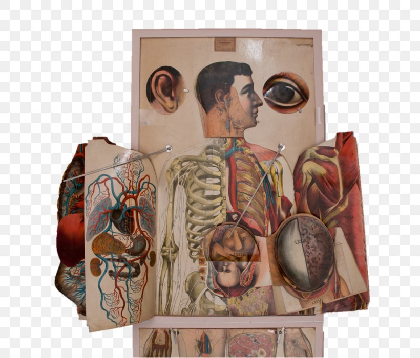 Human Anatomy Anatomical Atlas Human Body Flap, PNG, 664x700px, Anatomy, Art, Atlas And Textbook Of Human Anatomy, Bone, Book Download Free