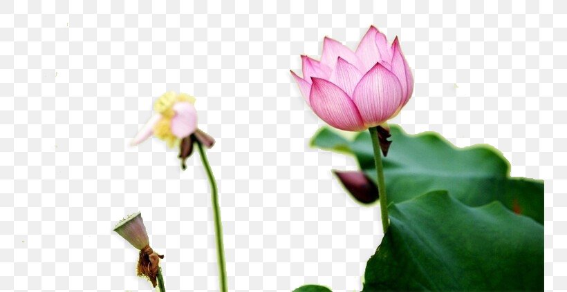 Nelumbo Nucifera Water Lilies Lotus Effect Lotus Root, PNG, 755x423px, Nelumbo Nucifera, Aquatic Plant, Bud, Flower, Flowering Plant Download Free