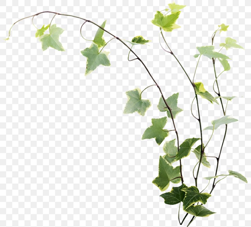 Twig Adobe Photoshop Flowerpot Plant Stem, PNG, 800x742px, Twig, Bellflower, Botany, Branch, Flower Download Free