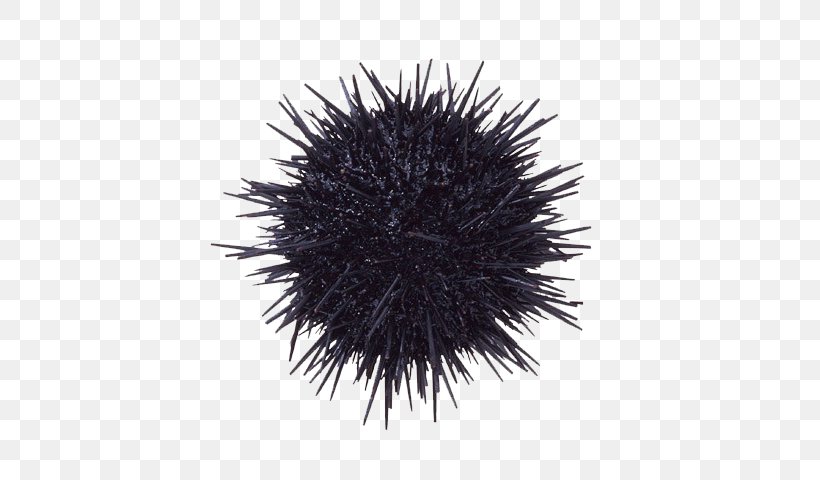 Sea Urchin Echinoderm Gonad Strongylocentrotus Purpuratus, PNG, 640x480px, Sea Urchin, Black And White, Brittle Star, Deep Sea, Deuterostome Download Free