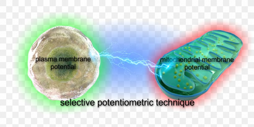 TMRM+ Membrane Potential Mitochondrion Cell Membrane Calibration, PNG, 900x449px, Membrane Potential, Assay, Calibration, Cell Membrane, Dye Download Free