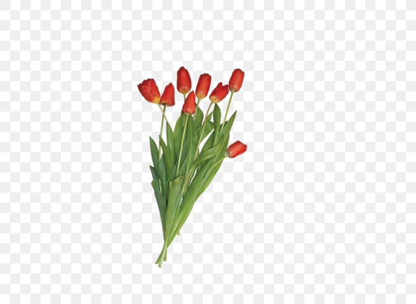 Tulip Flower Clip Art, PNG, 600x600px, 8 March, Tulip, Cut Flowers, Digital Image, Flower Download Free