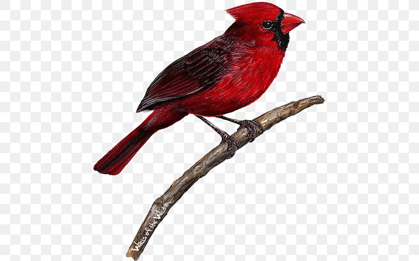 Bird Wall Decal Northern Cardinal, PNG, 512x512px, Bird, Applique, Beak, Bird Feeders, Blue Jay Download Free