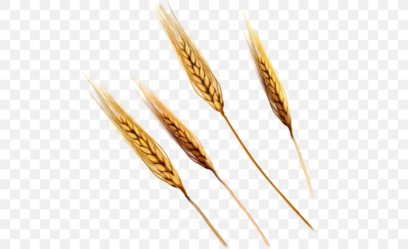 Emmer Einkorn Wheat Ear, PNG, 500x500px, Emmer, Aartje, Cereal, Cereal Germ, Commodity Download Free