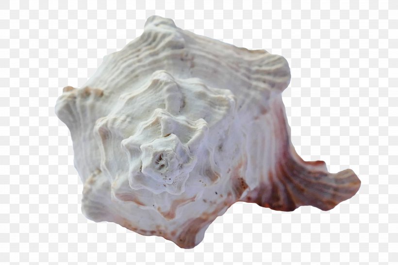 Seashell Shore Sand Shankha, PNG, 5472x3648px, Seashell, Beach, Conch, Mollusc Shell, Ocean Download Free