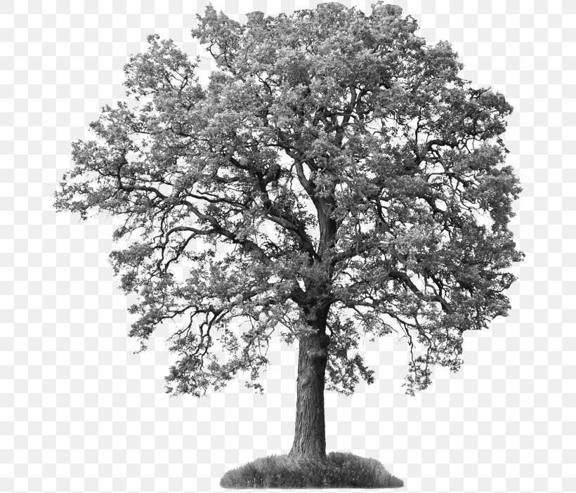 Stock Photography Tree Oak Branch Royalty-free, PNG, 677x702px, Stock Photography, Ash, Bay Laurel, Birch, Black And White Download Free