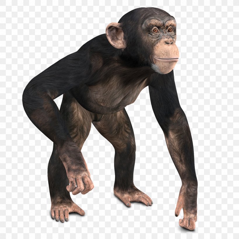 Common Chimpanzee Western Gorilla Monkey 3D Computer Graphics, PNG, 1200x1200px, 3d Computer Graphics, 3d Modeling, Common Chimpanzee, Aggression, Animal Download Free