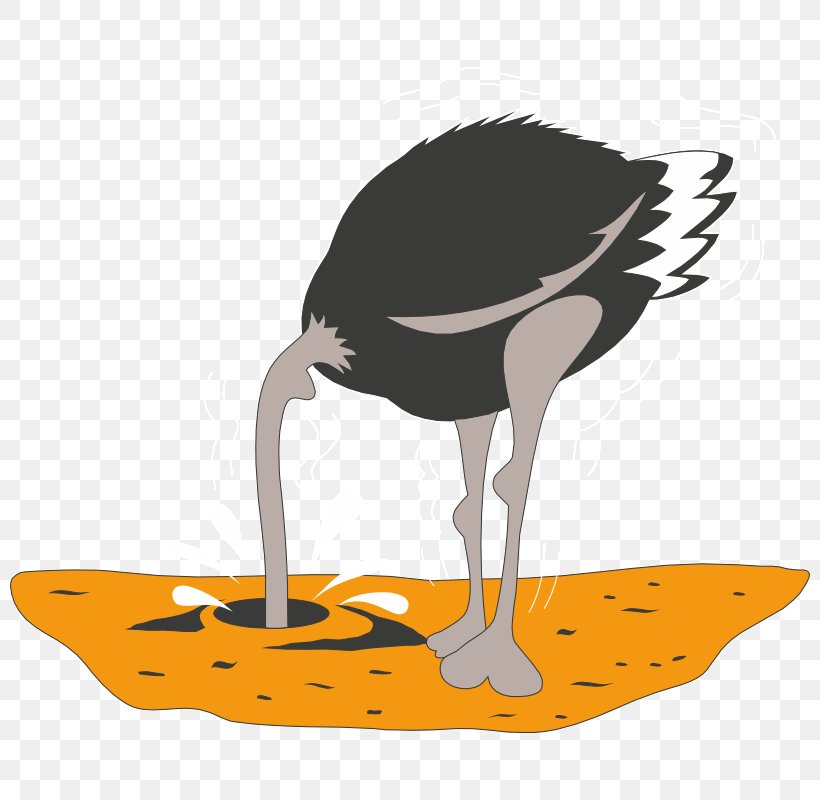 Common Ostrich Drawing Clip Art, PNG, 800x800px, Common Ostrich, Animal, Beak, Bird, Ciconiiformes Download Free