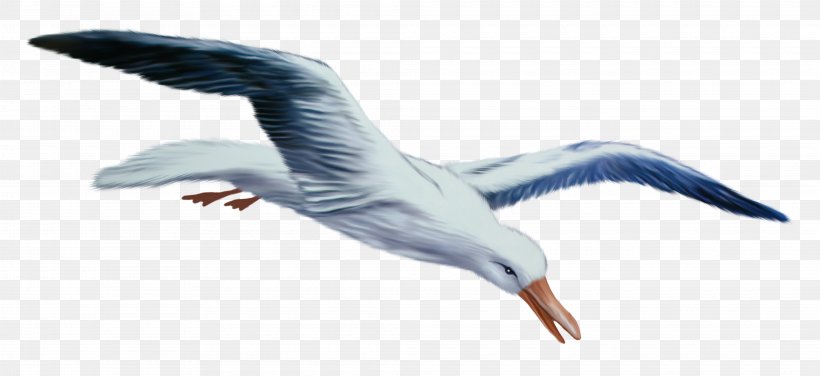 European Herring Gull Gulls Bird Swan Goose, PNG, 4160x1912px, Bird, Beak, Charadriiformes, Drawing, Ducks Geese And Swans Download Free