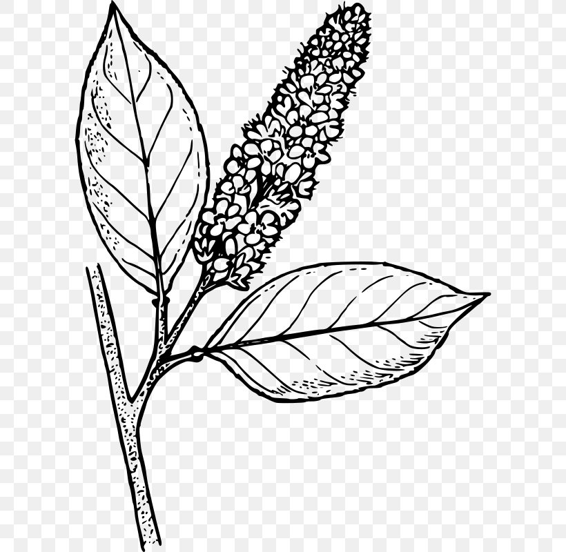 Line Art Bitter-berry Drawing Clip Art, PNG, 604x800px, Line Art, Area, Artwork, Bitterberry, Black And White Download Free