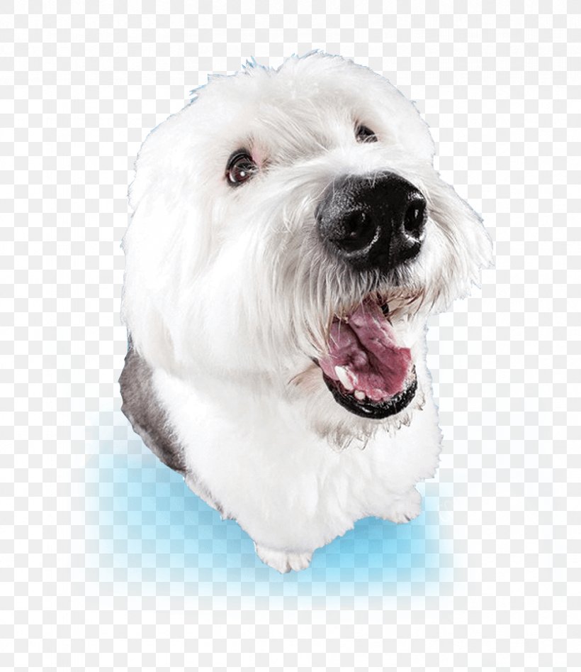 Maltese Dog Havanese Dog West Highland White Terrier Dandie Dinmont Terrier Coton De Tulear, PNG, 834x964px, Maltese Dog, Bathing, Bichon, Breed, Carnivoran Download Free