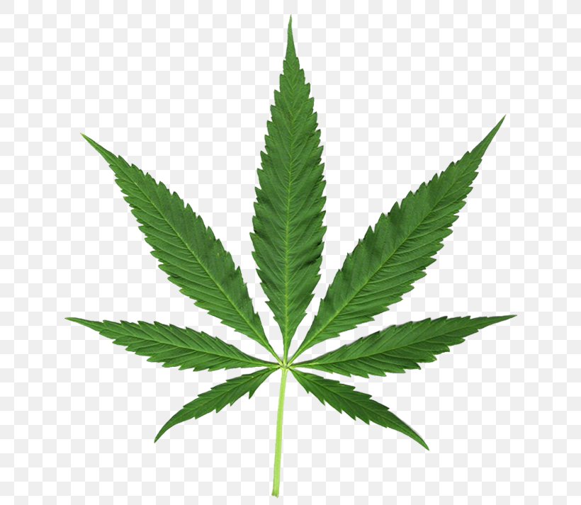 Hemp Medical Cannabis Leaf Clip Art, PNG, 667x713px, Hemp, Cannabis, Hashish, Hemp Family, Leaf Download Free
