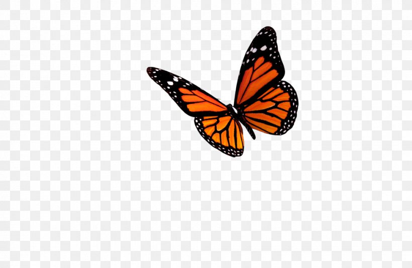 Monarch Butterfly Insect Clip Art, PNG, 970x632px, Butterfly, Arthropod, Brush Footed Butterfly, Brushfooted Butterflies, Butterflies And Moths Download Free