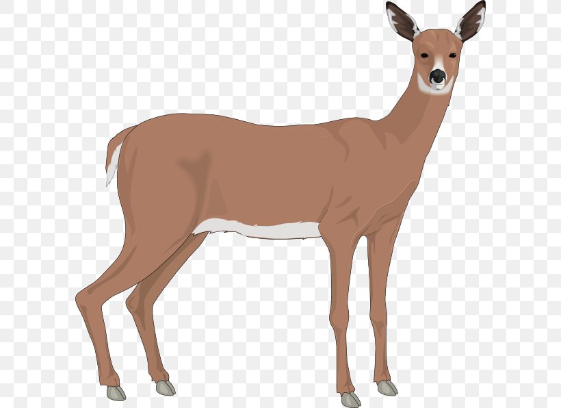 White-tailed Deer Free Content Clip Art, PNG, 600x596px, Deer, Antelope, Antler, Blacktailed Deer, Blog Download Free