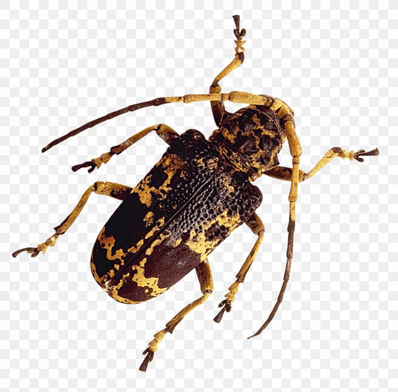 Beetle Transparency True Bugs Image, PNG, 850x838px, Beetle, Arthropod, Cricket, Grasshopper, Information Download Free
