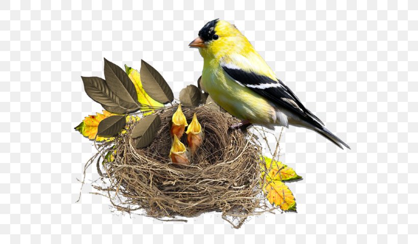 Bird Nest Finch Monotropa Hypopitys, PNG, 600x479px, Bird, Beak, Bird Egg, Bird Food, Bird Nest Download Free