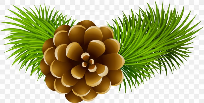 Conifer Cone Stock Photography Pine Clip Art, PNG, 4208x2131px, Conifer Cone, Can Stock Photo, Cone, Conifer, Fir Download Free