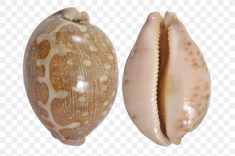 Cypraea Tigris Cockle Clam Seashell Cowry, PNG, 1650x1100px, Cypraea Tigris, Artifact, Clam, Clams Oysters Mussels And Scallops, Cockle Download Free