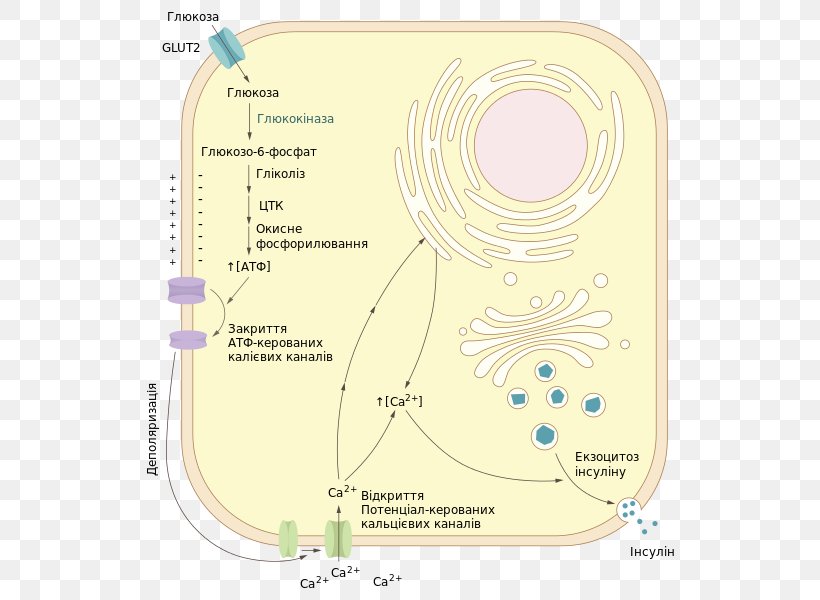 Insulin Wikipedia Encyclopedia Pharmaceutical Drug Dictionary, PNG, 572x600px, Watercolor, Cartoon, Flower, Frame, Heart Download Free