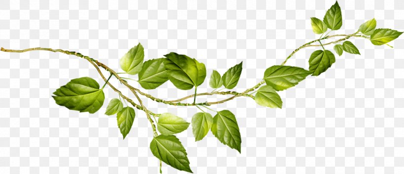 Clip Art Adobe Photoshop Image, PNG, 1193x517px, Information, Branch, Leaf, Photography, Plant Download Free