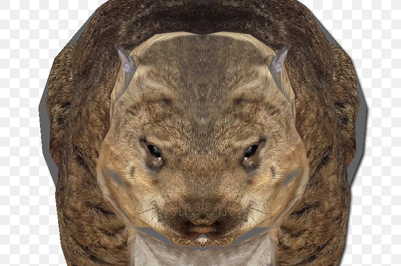Wombat Rodent Fur Terrestrial Animal Snout, PNG, 693x544px, Wombat, Animal, Fauna, Fur, Mammal Download Free