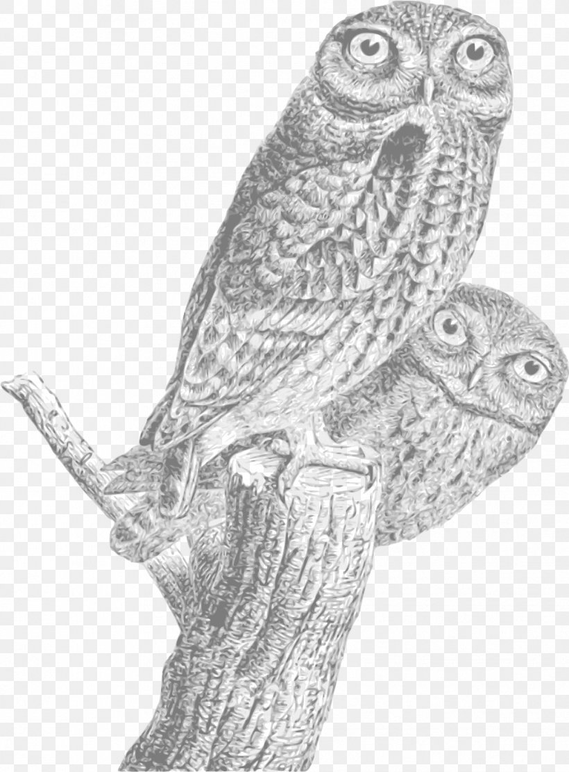 Bird Line Drawing, PNG, 1018x1380px, Regular Expression, Awk, Barn Owl, Beak, Bird Download Free