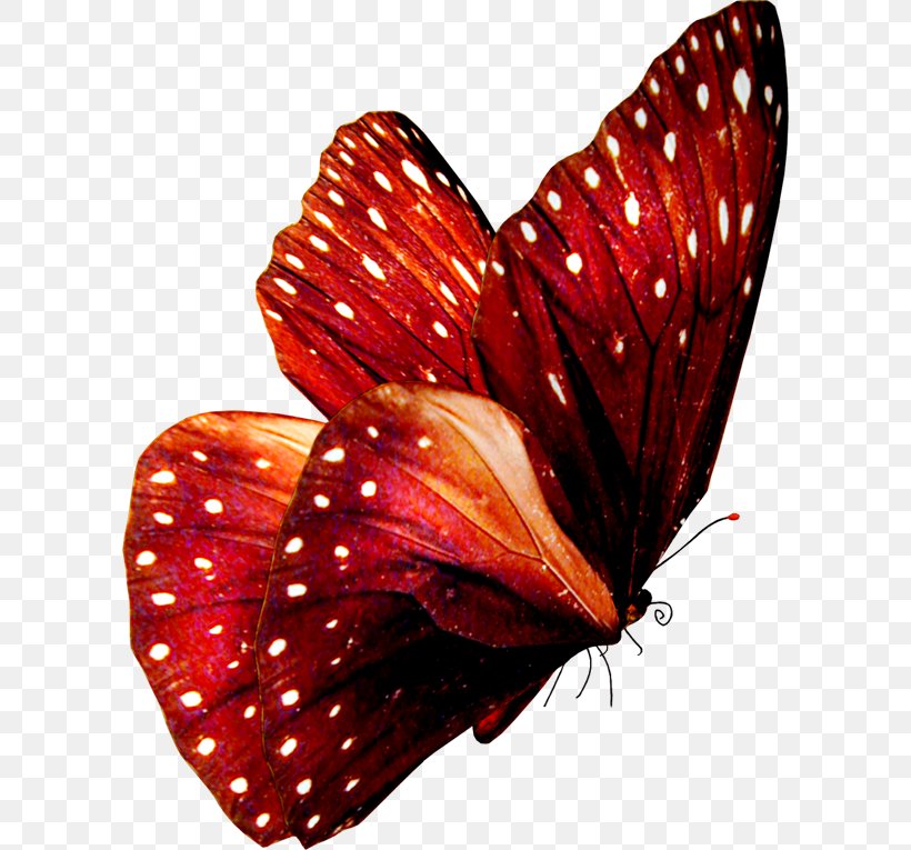 Butterfly Insect Greta Oto Clip Art, PNG, 600x765px, Butterfly, Arthropod, Butterflies And Moths, Butterfly Gardening, Color Download Free