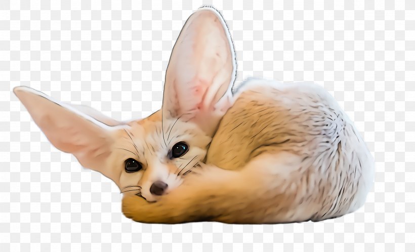 Fennec Fox Fox Snout Ear Wildlife, PNG, 2564x1560px, Fennec Fox, Ear, Fawn, Fox, Snout Download Free