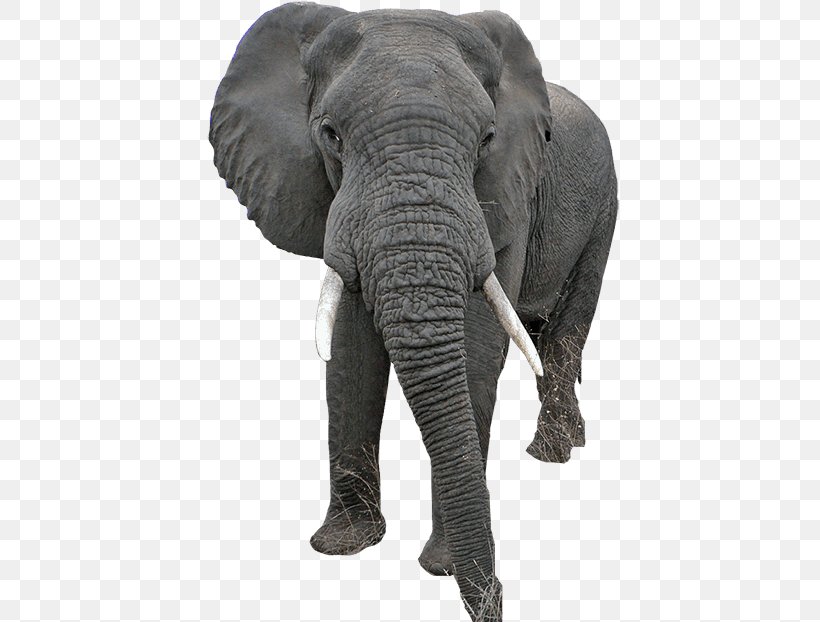 Indian Elephant African Elephant PhotoScape, PNG, 450x622px, Indian Elephant, African Elephant, Animal, Blog, Elephant Download Free