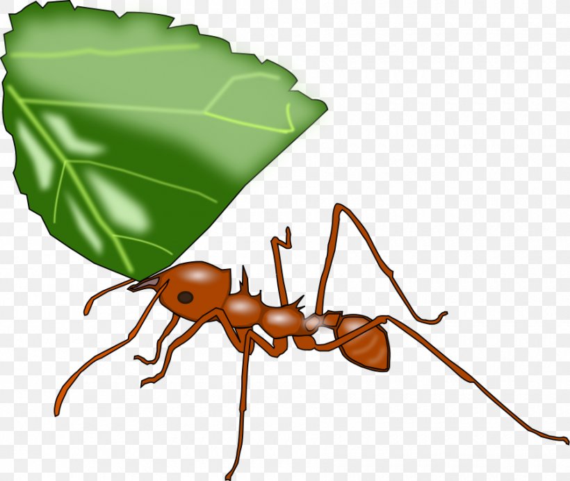 Leafcutter Ant Atta Cephalotes Clip Art, PNG, 900x760px, Ant, Arthropod, Atta, Atta Cephalotes, Beetle Download Free