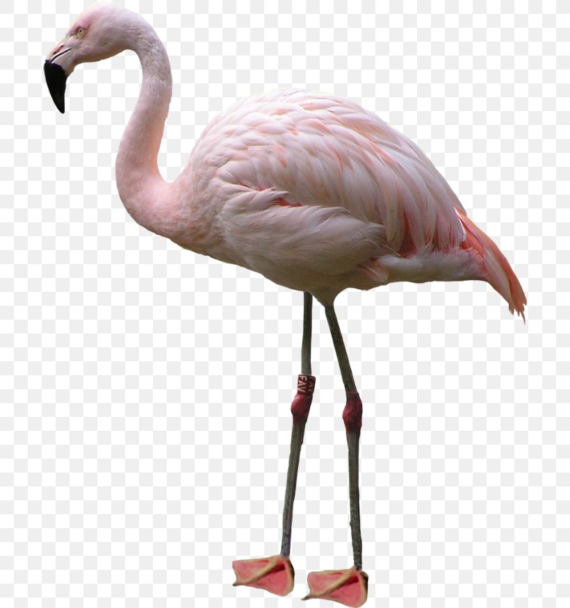 Clip Art Flamingo Image Illustration, PNG, 696x875px, Flamingo, Beak, Bird, Cranelike Bird, Feather Download Free