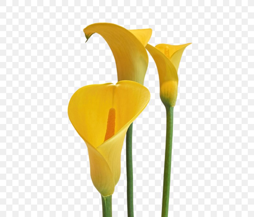 Cut Flowers Arum-lily Lilium, PNG, 525x700px, Flower, Art, Arumlily, Calla Lily, Cut Flowers Download Free