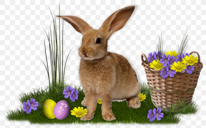 Domestic Rabbit Easter Bunny Care For Your Rabbit: The Official RSPCA Guide Hare, PNG, 800x510px, Domestic Rabbit, Easter, Easter Bunny, Fauna, Flower Download Free