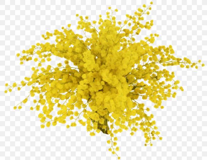 Mimosa Salad Information, PNG, 1200x928px, Mimosa Salad, Branch, Digital Image, Flower, Html Download Free