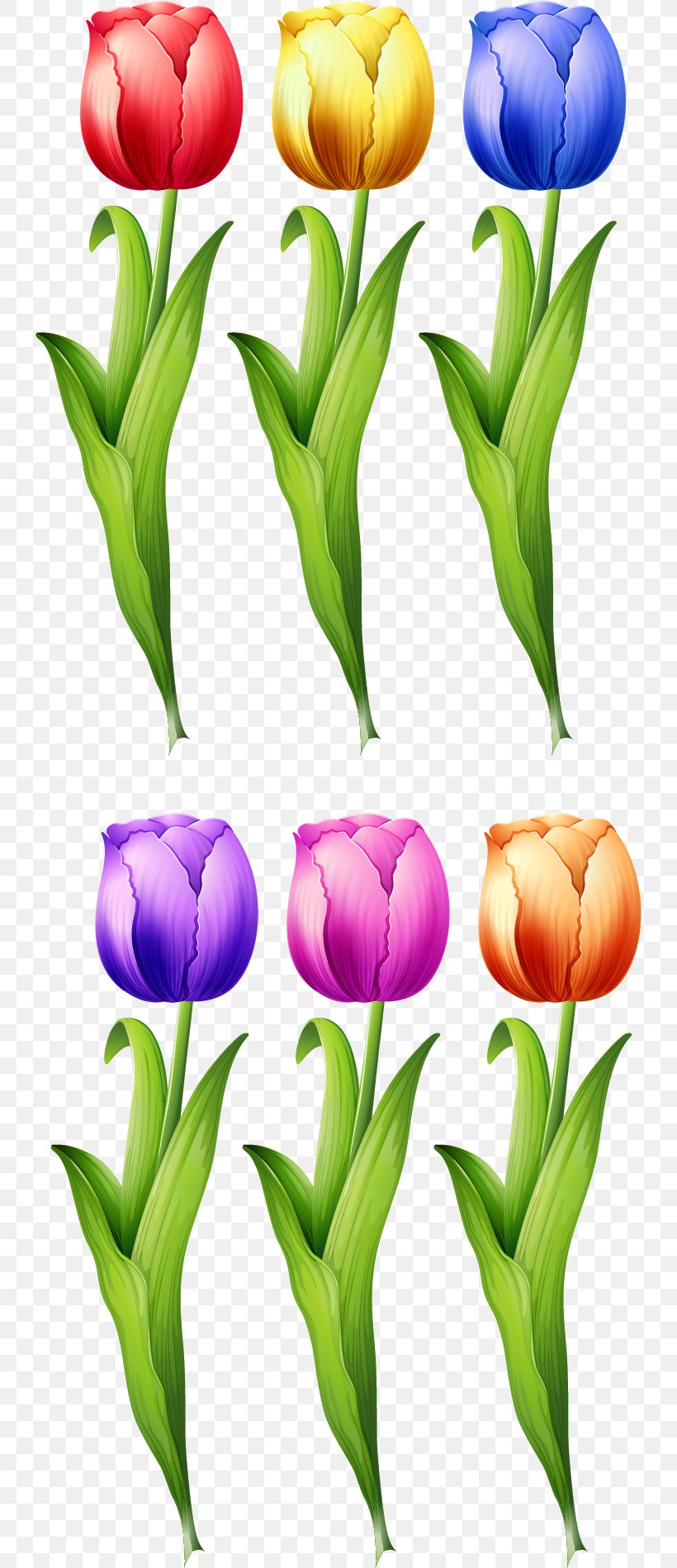 Tulip Flower Illustration, PNG, 734x1898px, Tulip, Animation, Blue, Crocus, Cut Flowers Download Free